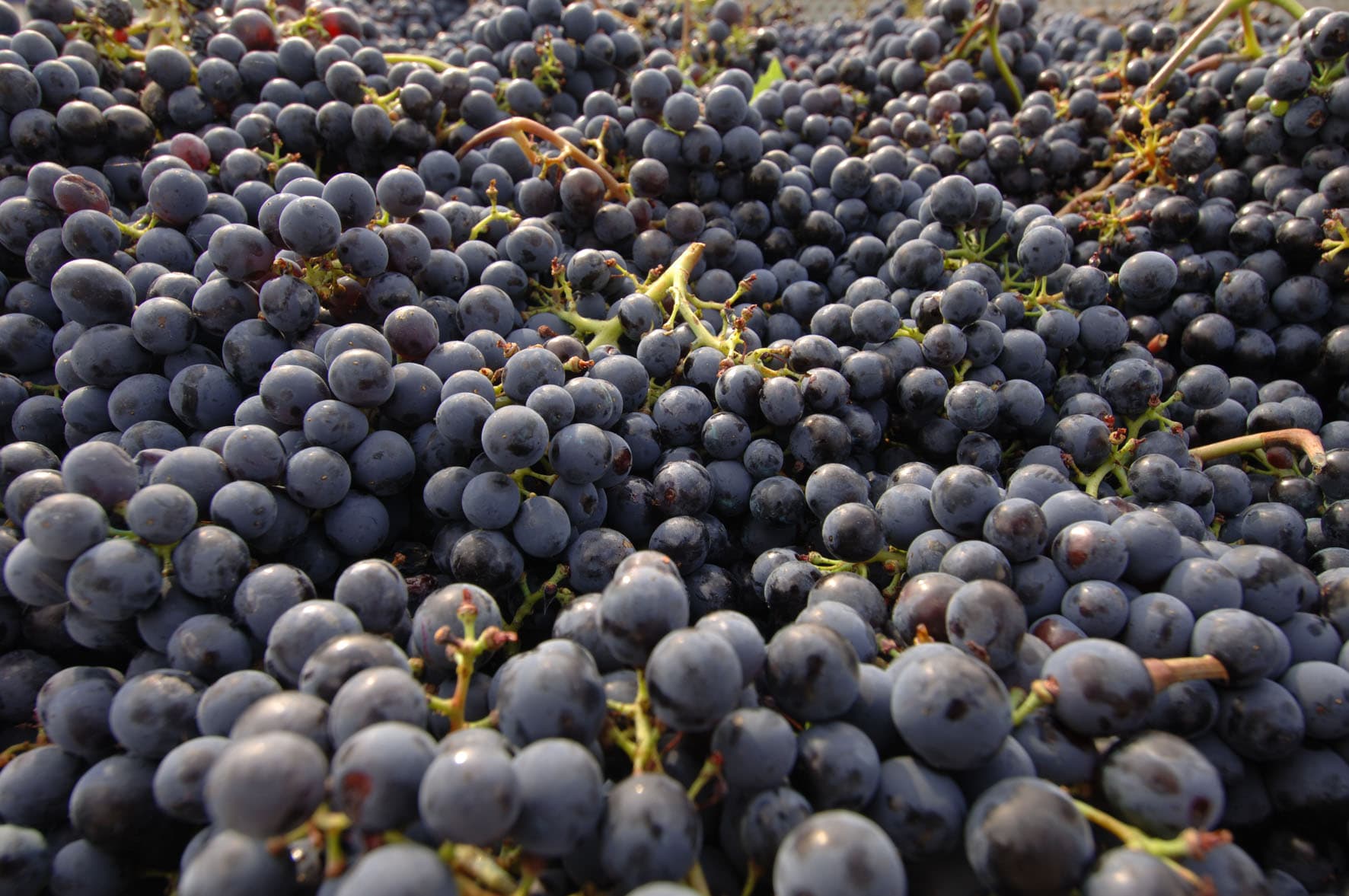 grapes_chianti_DOCG