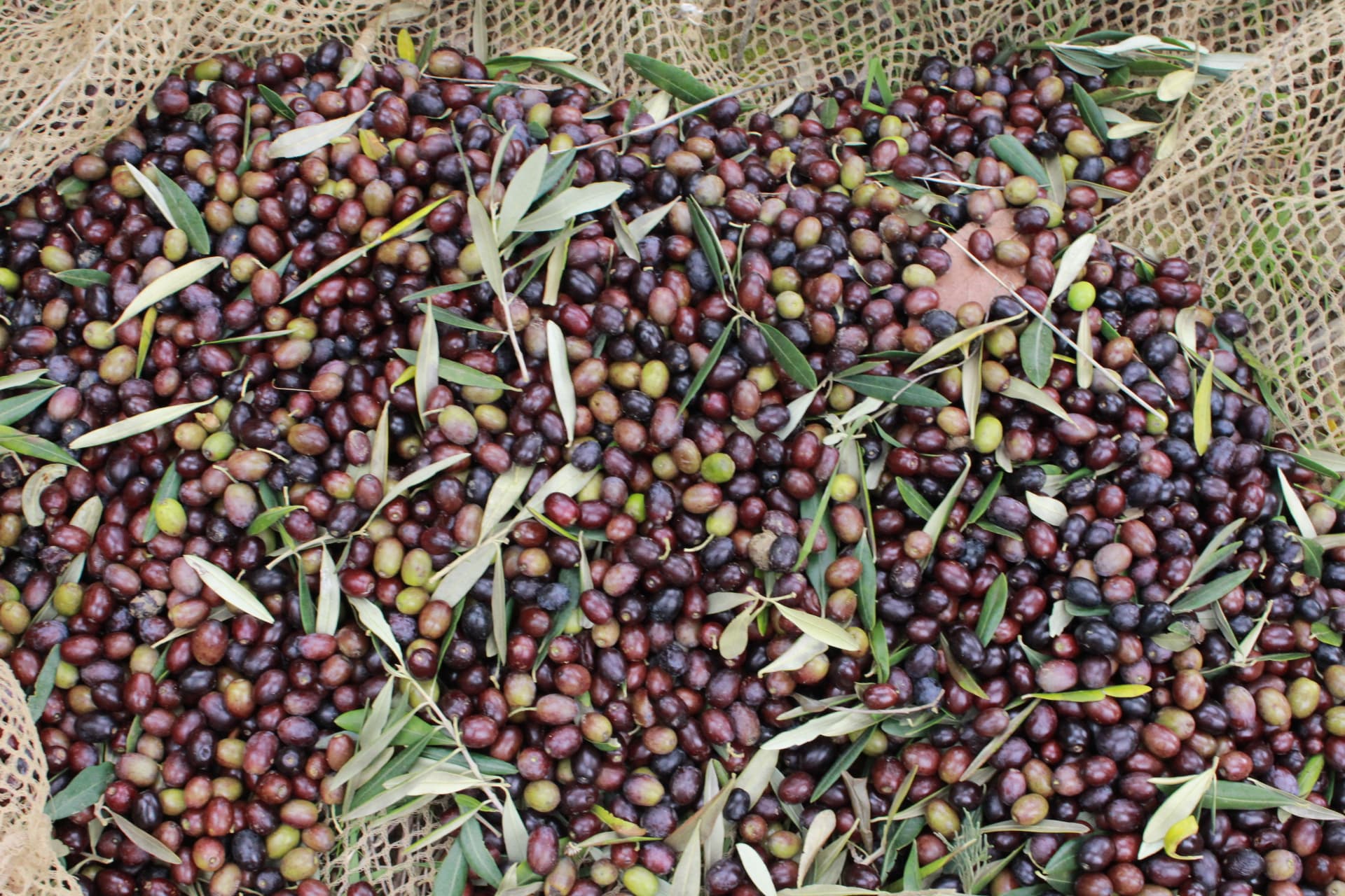 Le olive appena raccolta, sul telo apposito