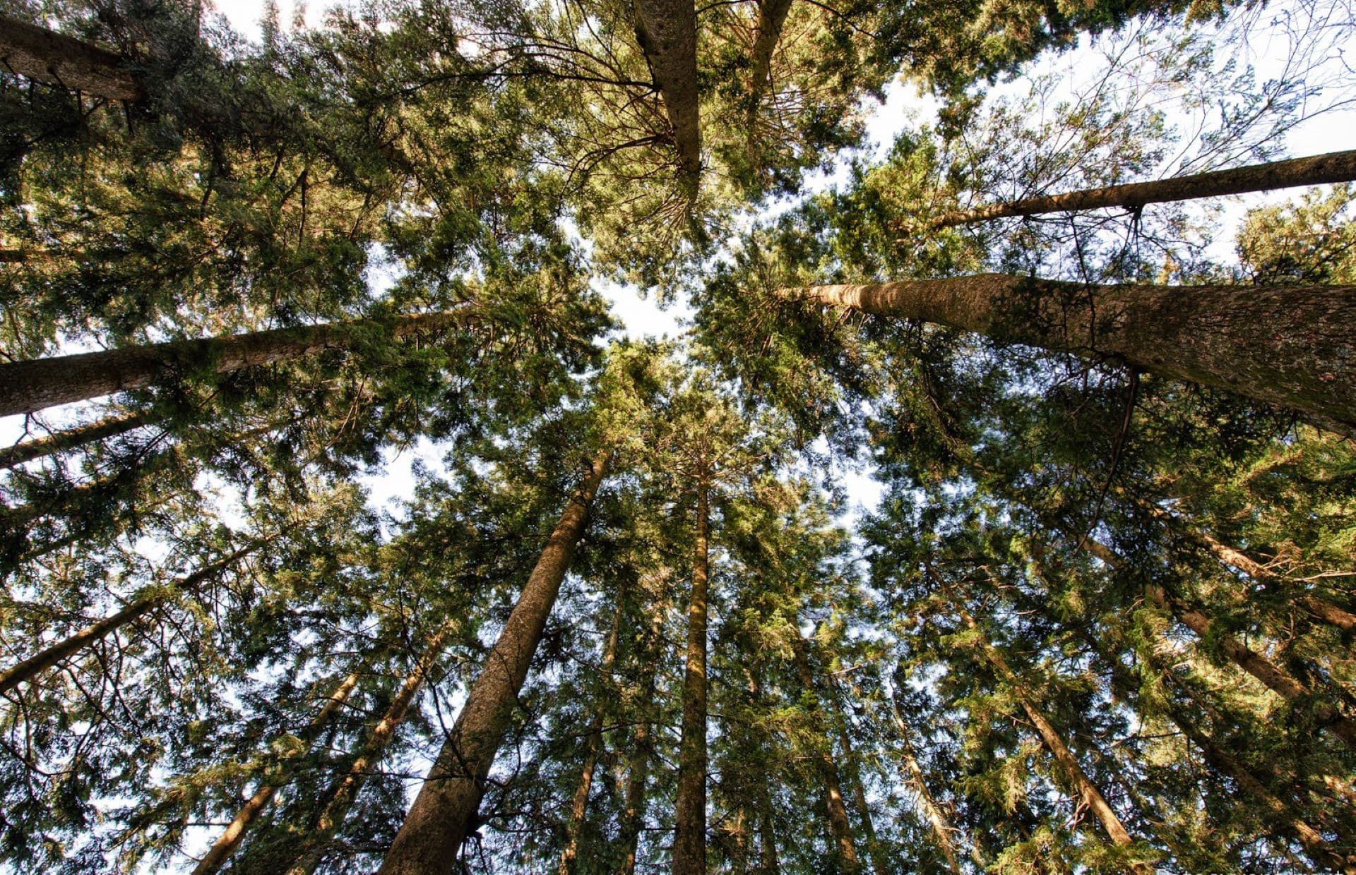 Bosque de Abetos blancos