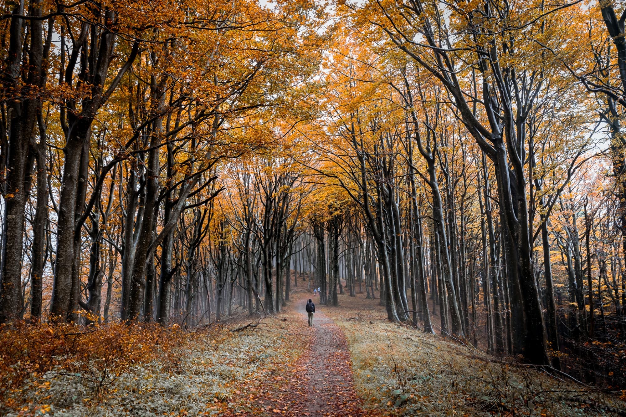 Parco Nazionale Foreste Casentinesi foliage