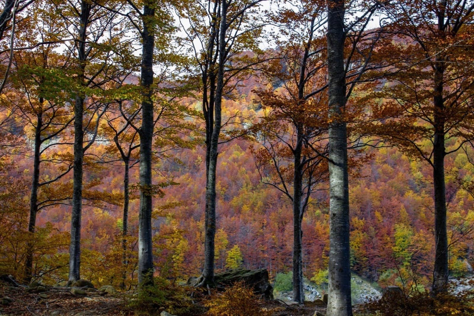 Bosco di Faggi