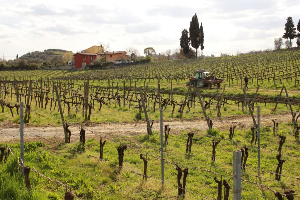 vineyards_along_the_francigena_2-1024x682_wp5_14742.jpg