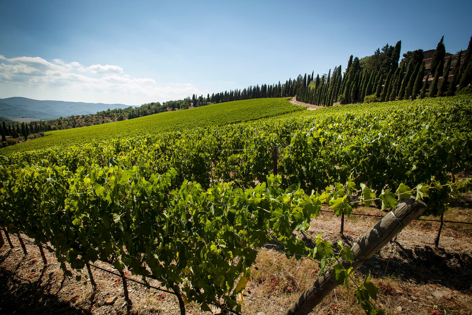Spring in Chianti
