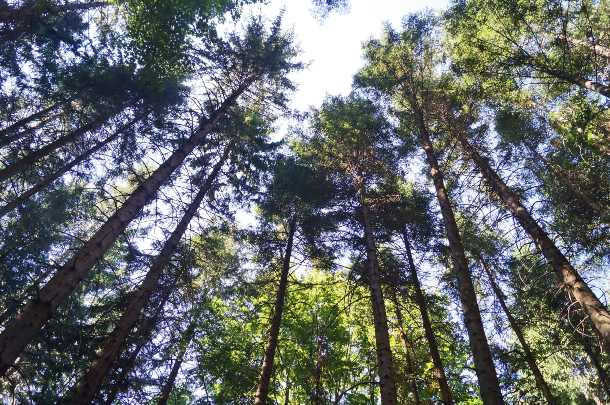 La forêt de Vallombrosa