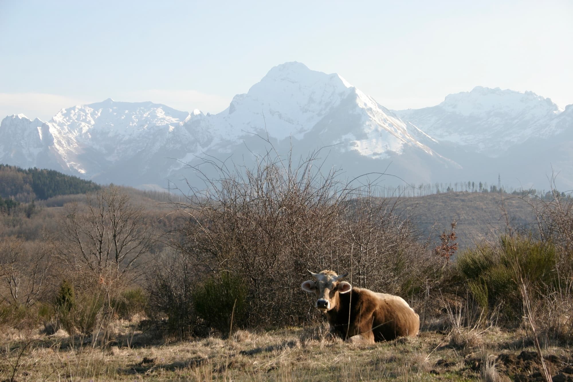 giuncugnano-garfagnana-alpi-apuane-mucca