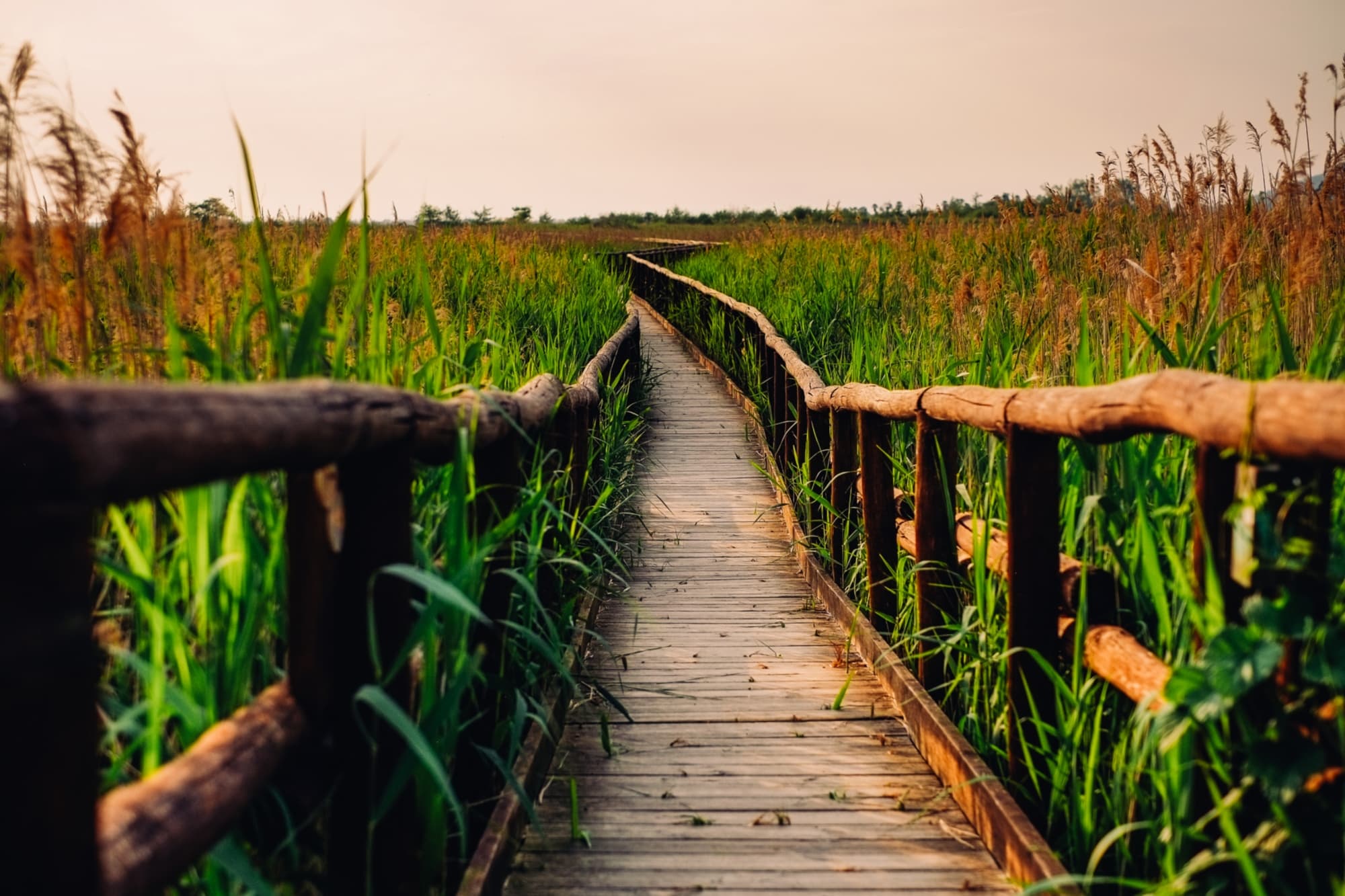 Passerelle en bois immergée dans la végétation marécageuse de l’oasis LIPU de Massaciuccoli, parmi les roseaux et la nature immaculée