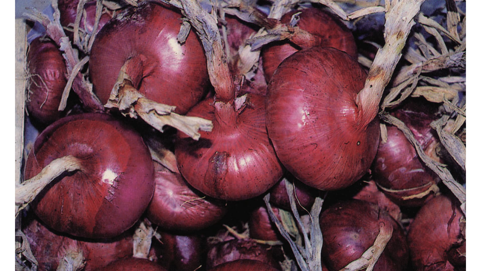 La cebolla roja de Certaldo