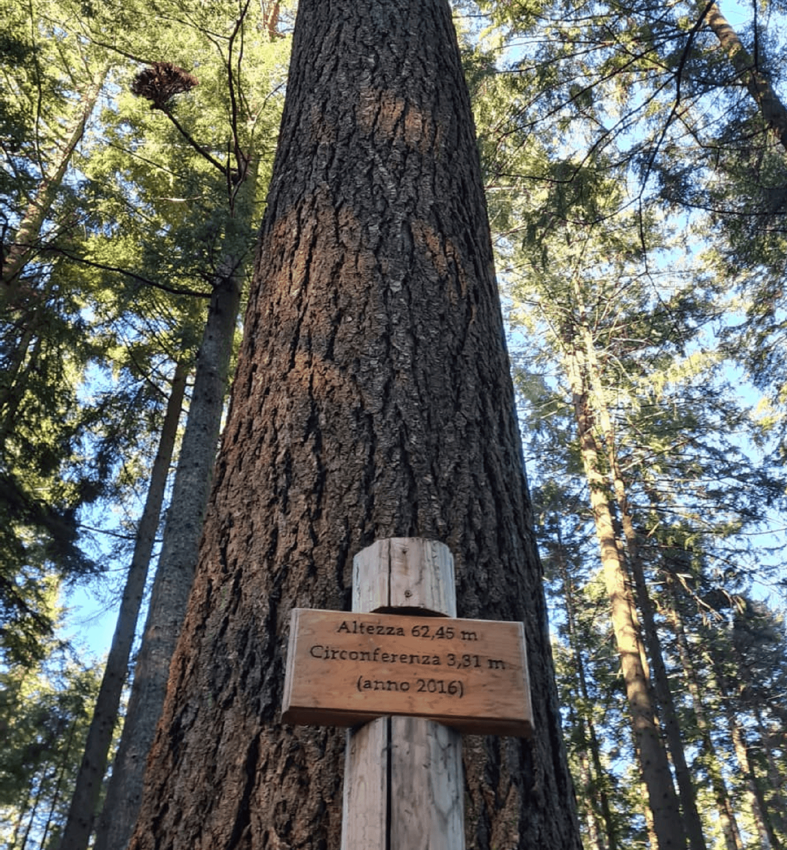 El árbol más alto de Italia