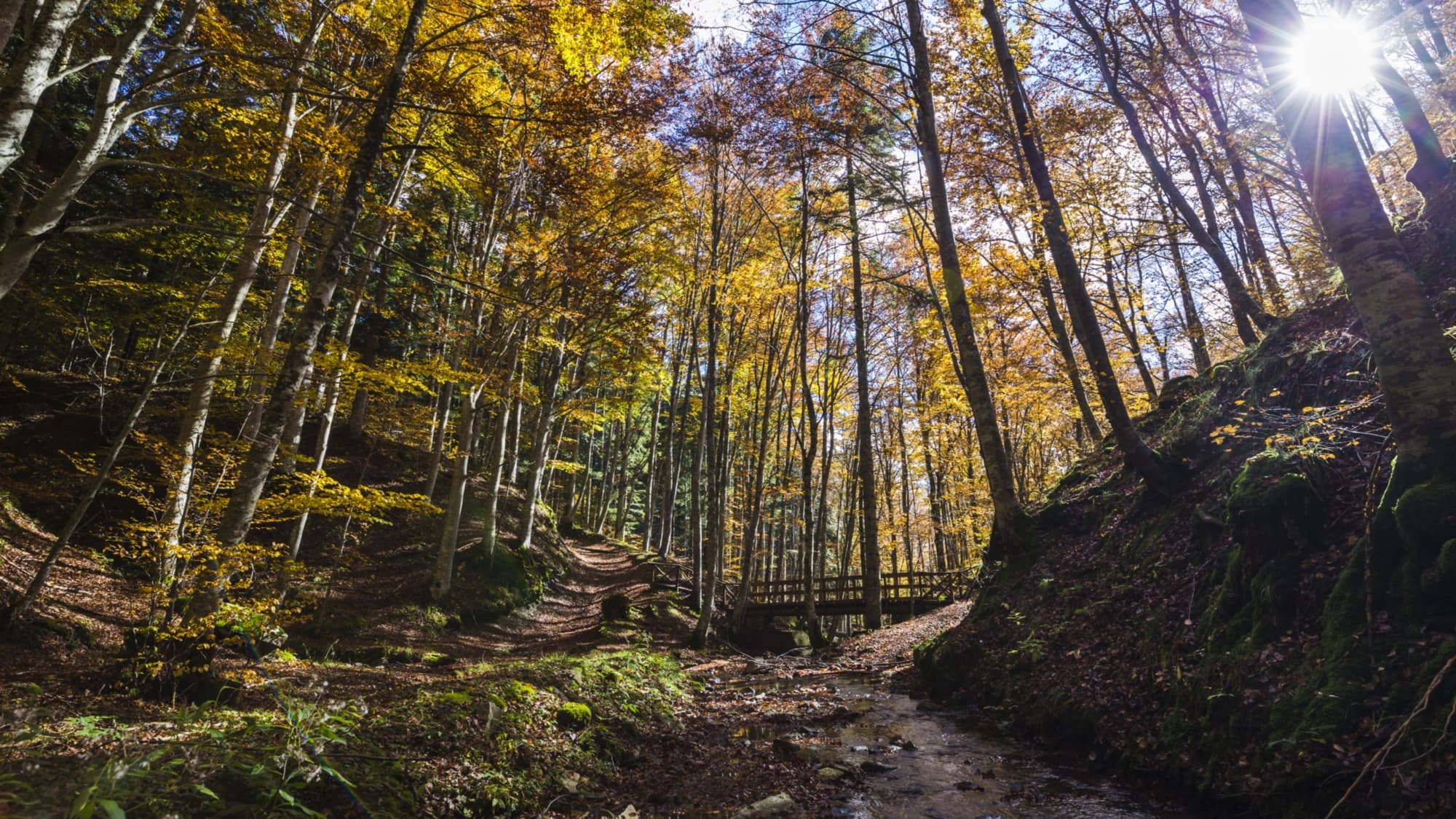 Le Foreste Sacre del Casentino
