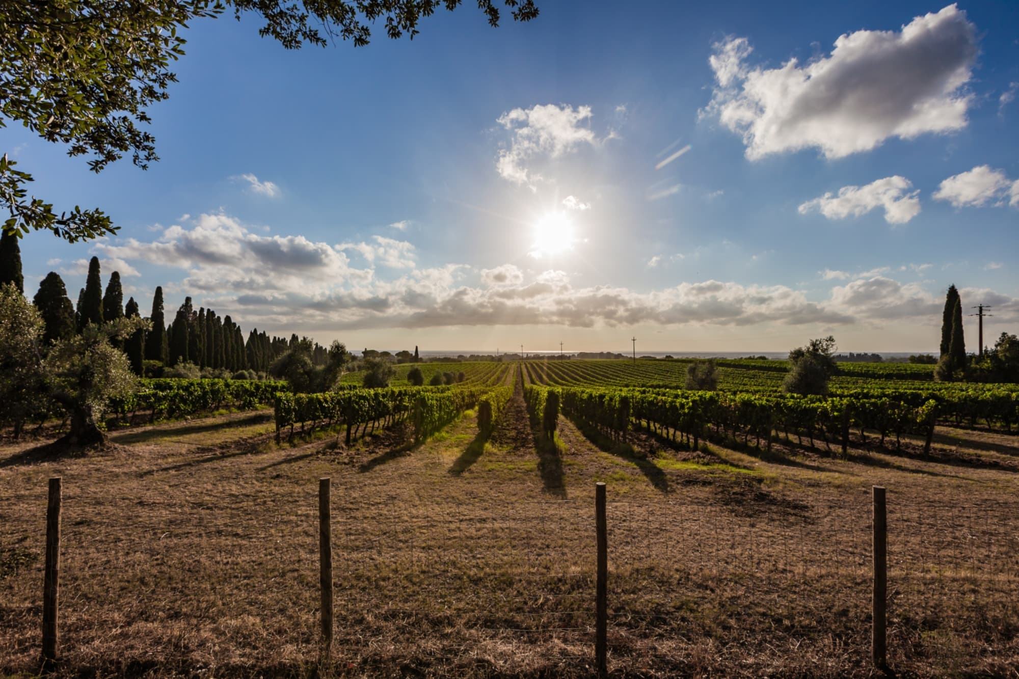 Bolgheri