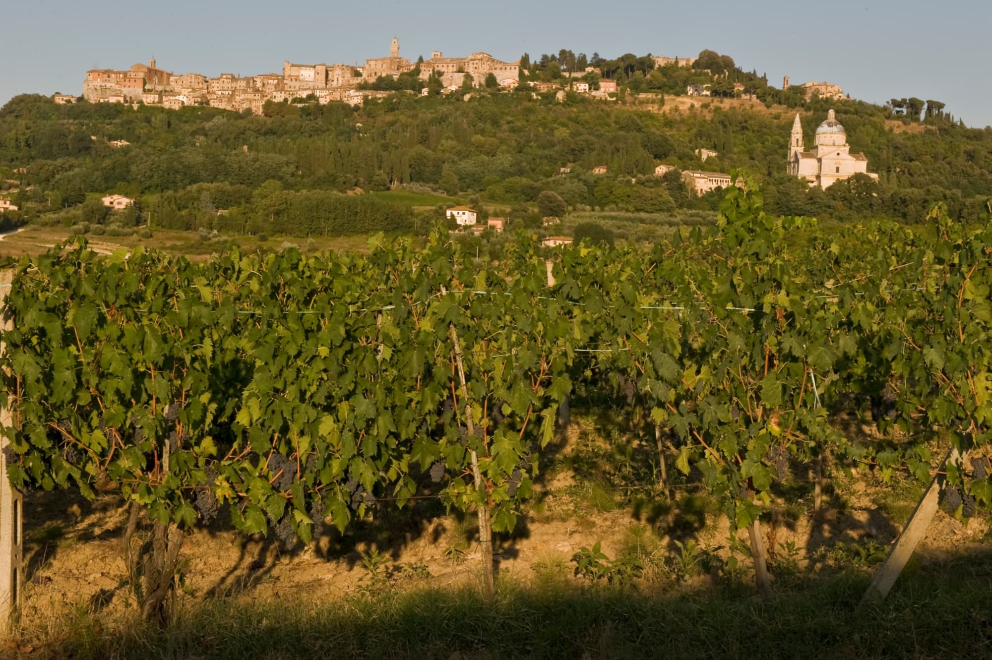 La Strada del Vino Nobile di Montepulciano e dei Sapori della Valdichiana Senese