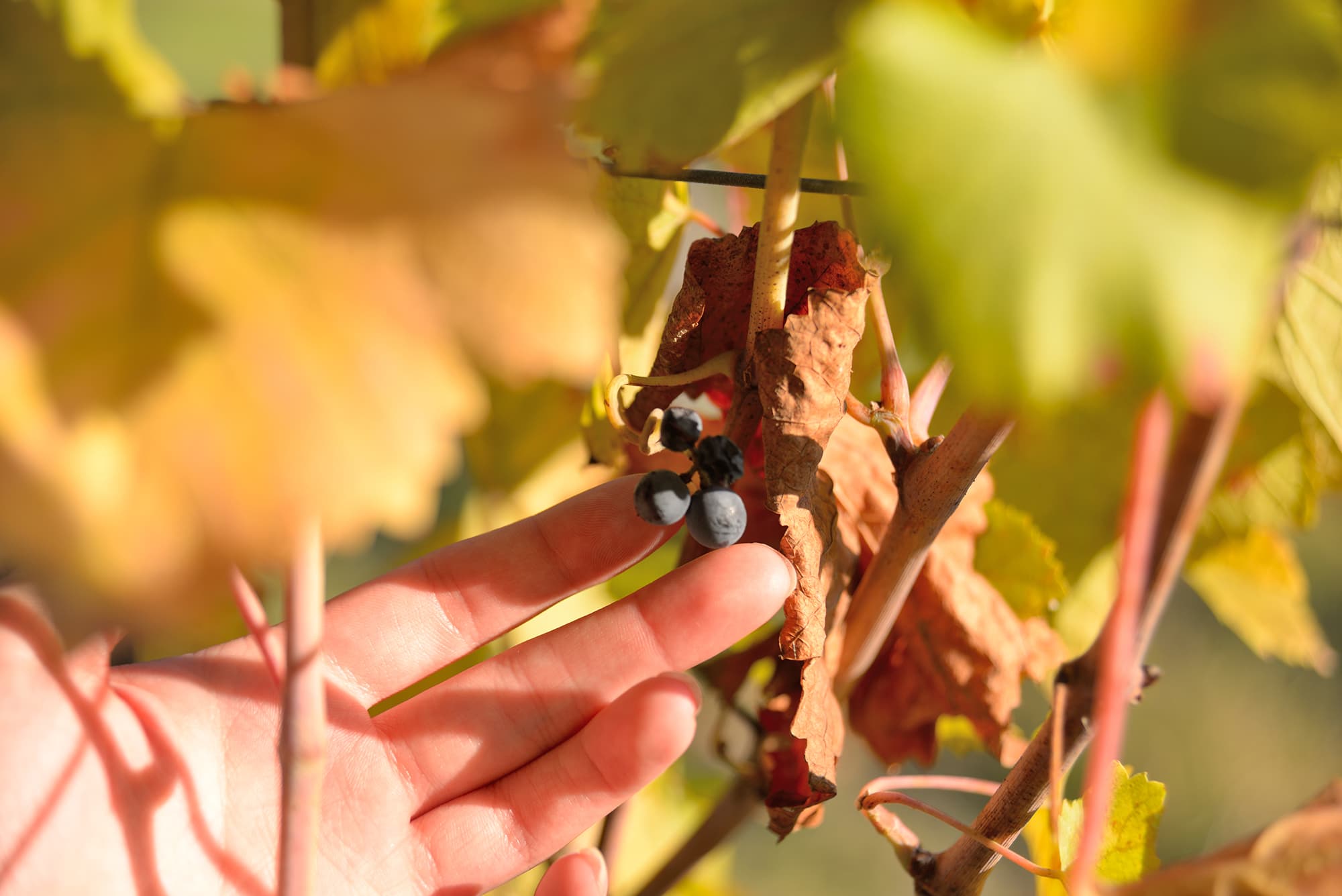 Hike & wine tour in Mugello