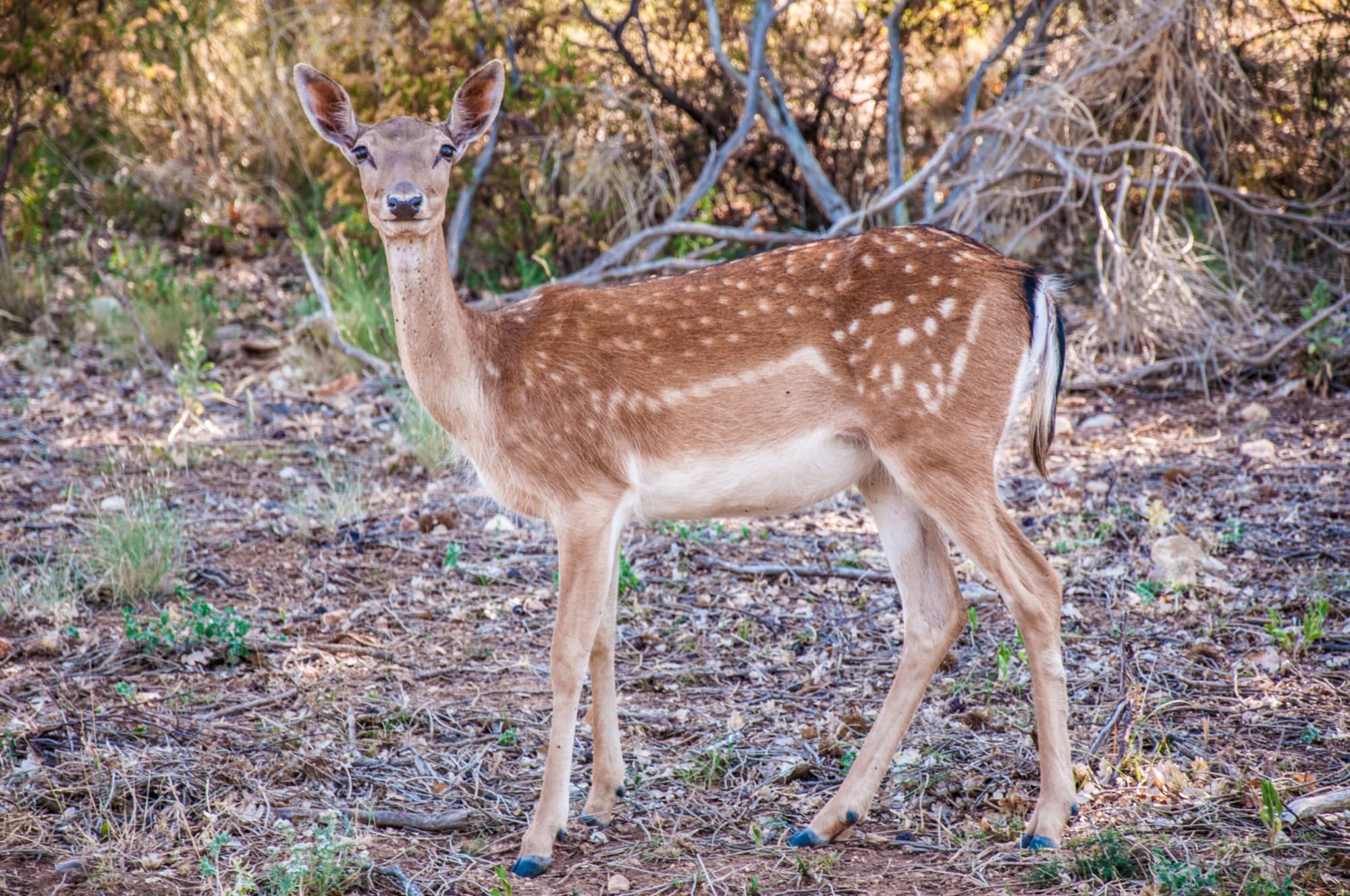A deer in the Maremma Park