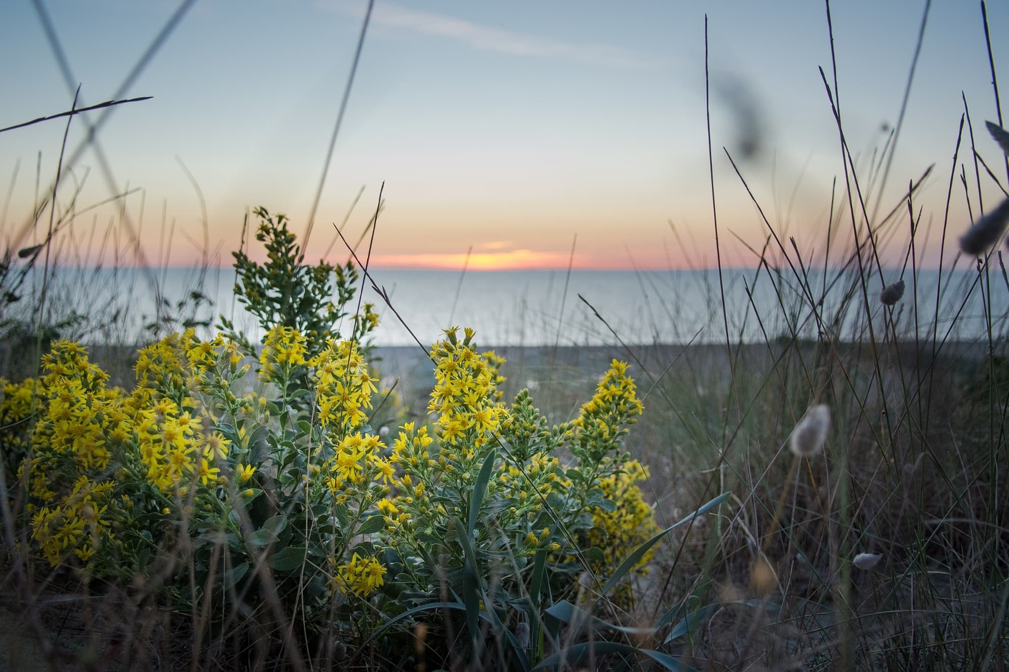 The European goldenrod (Solidago virgaurea) in the Dune di Tirrenia WWF Oasis