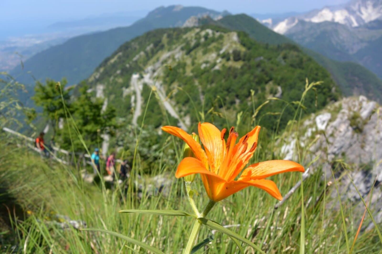 Orto Botanico delle Alpi Apuane "Pellegrini-Ansaldi"