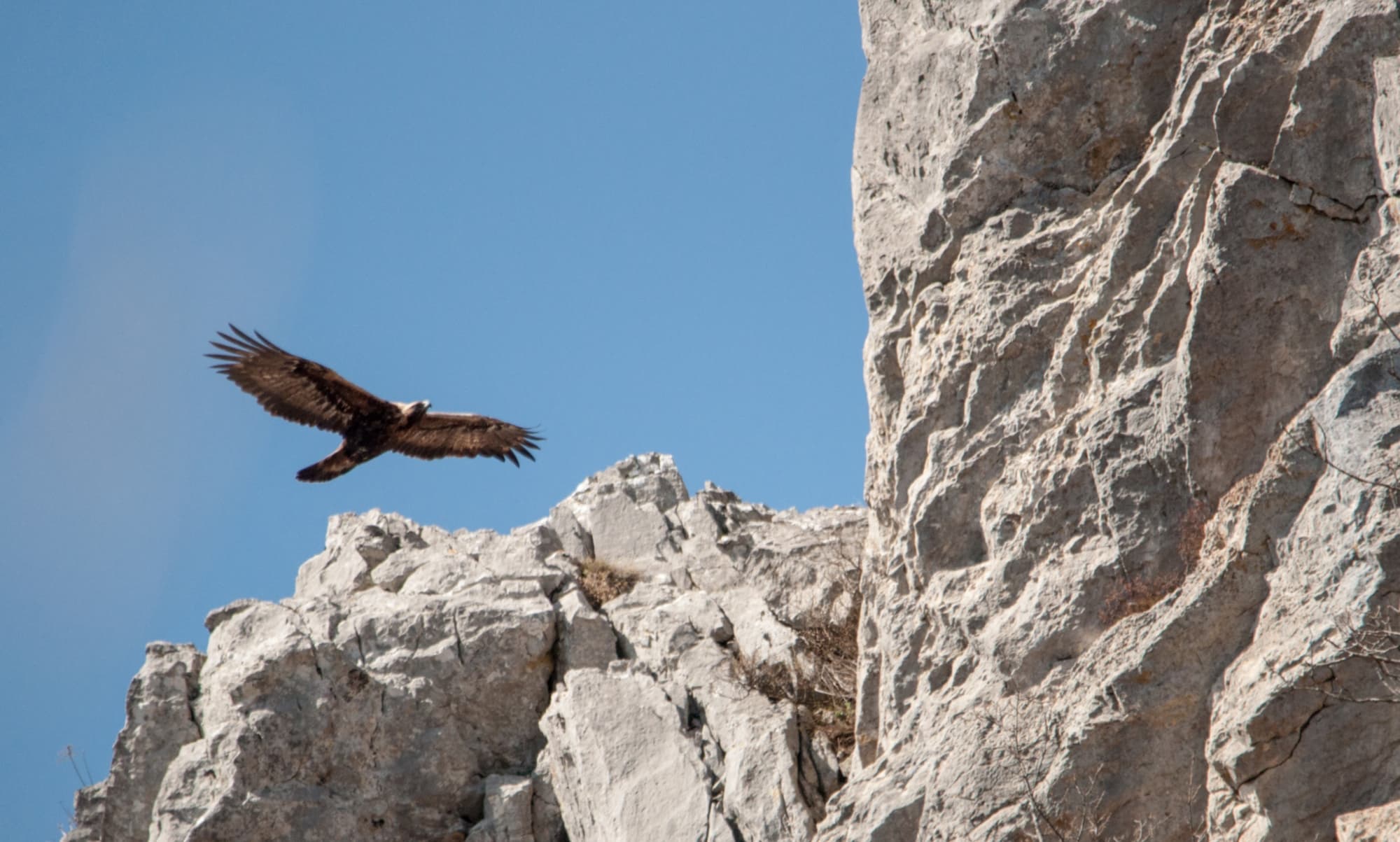 aquila-reale-di-davide-santi-1.jpg