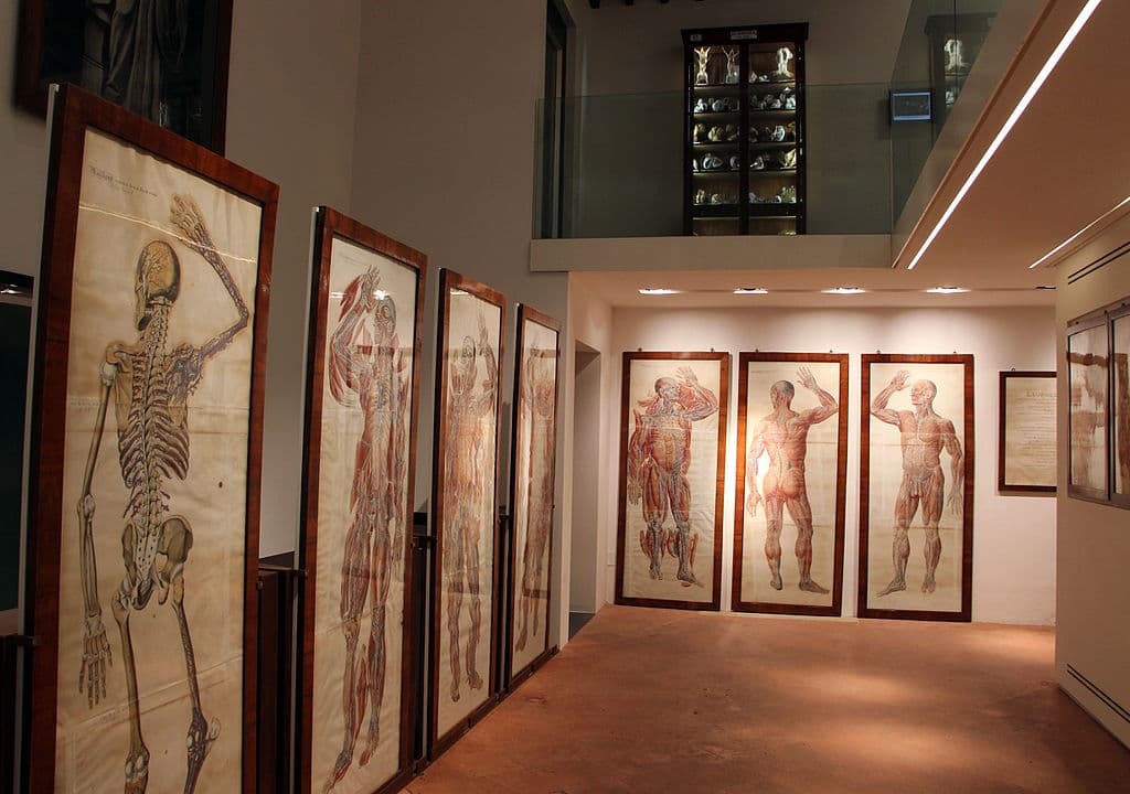 Anatomical Section