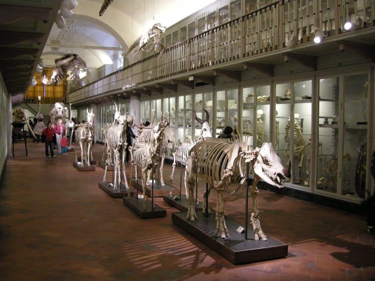 Specola,_sala_degli_scheletri