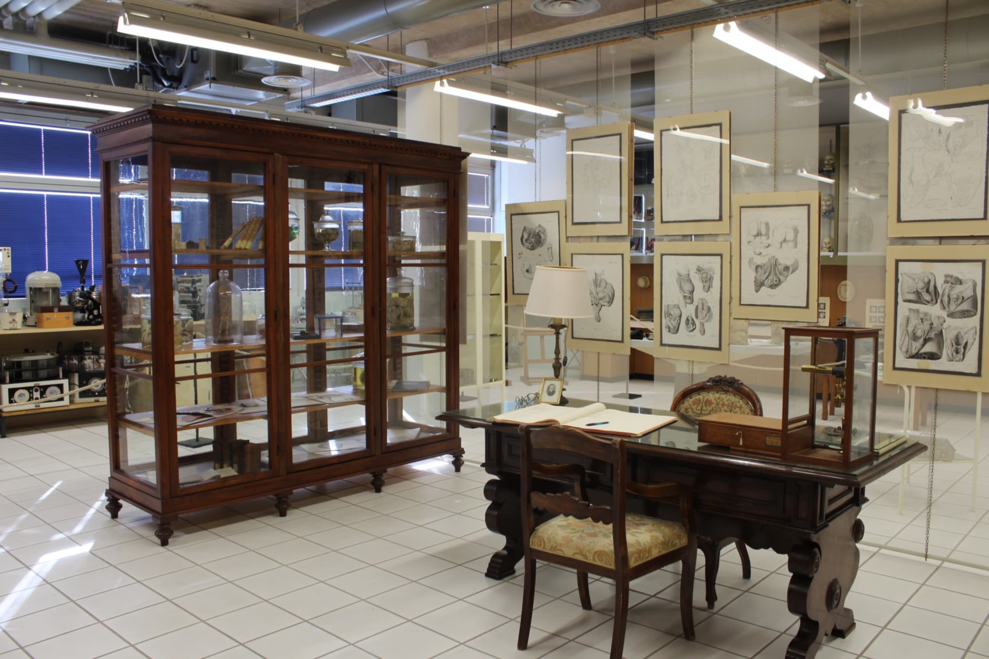 Musée d’anatomie Comparini, Sienne