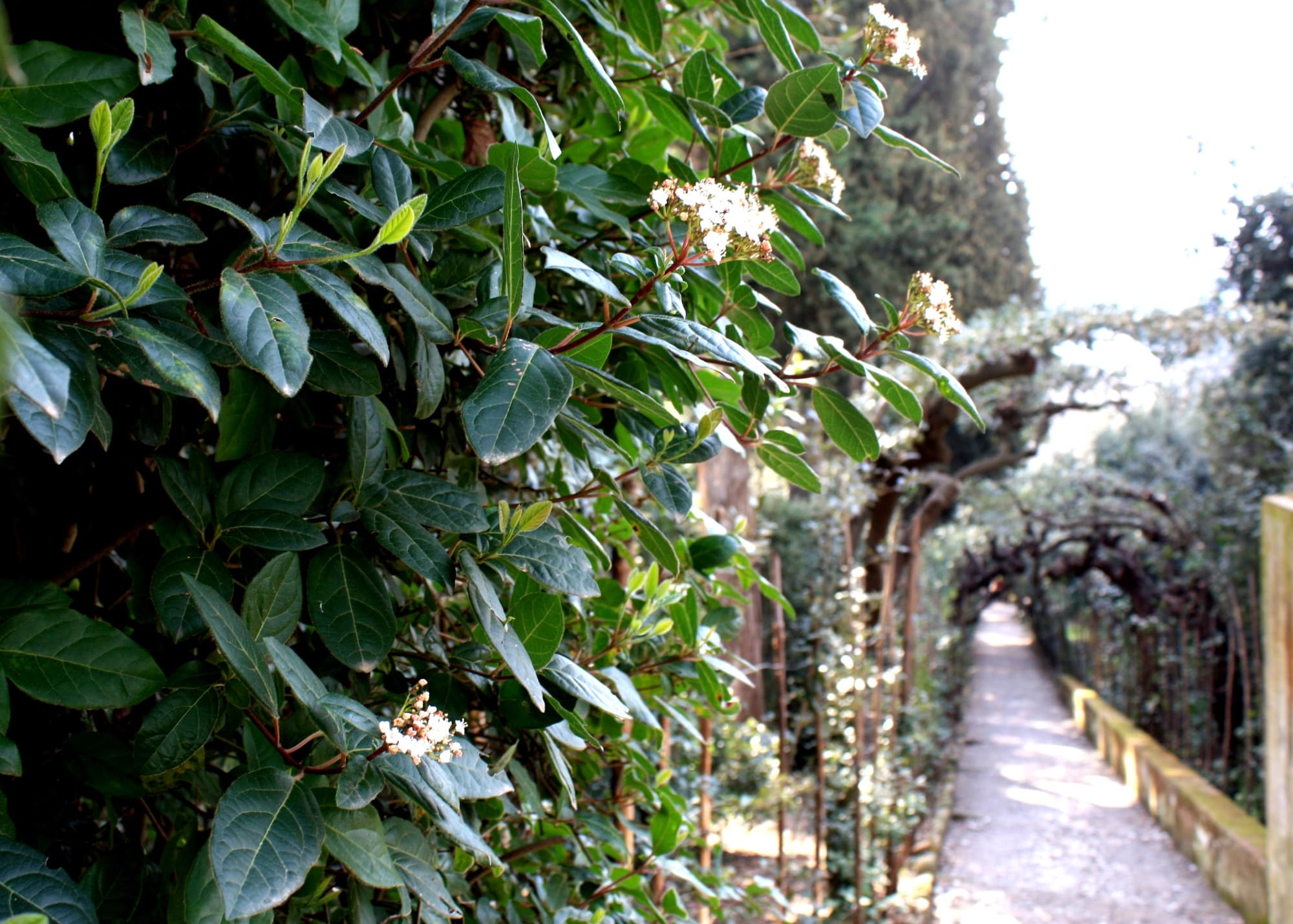 boboli-giardino