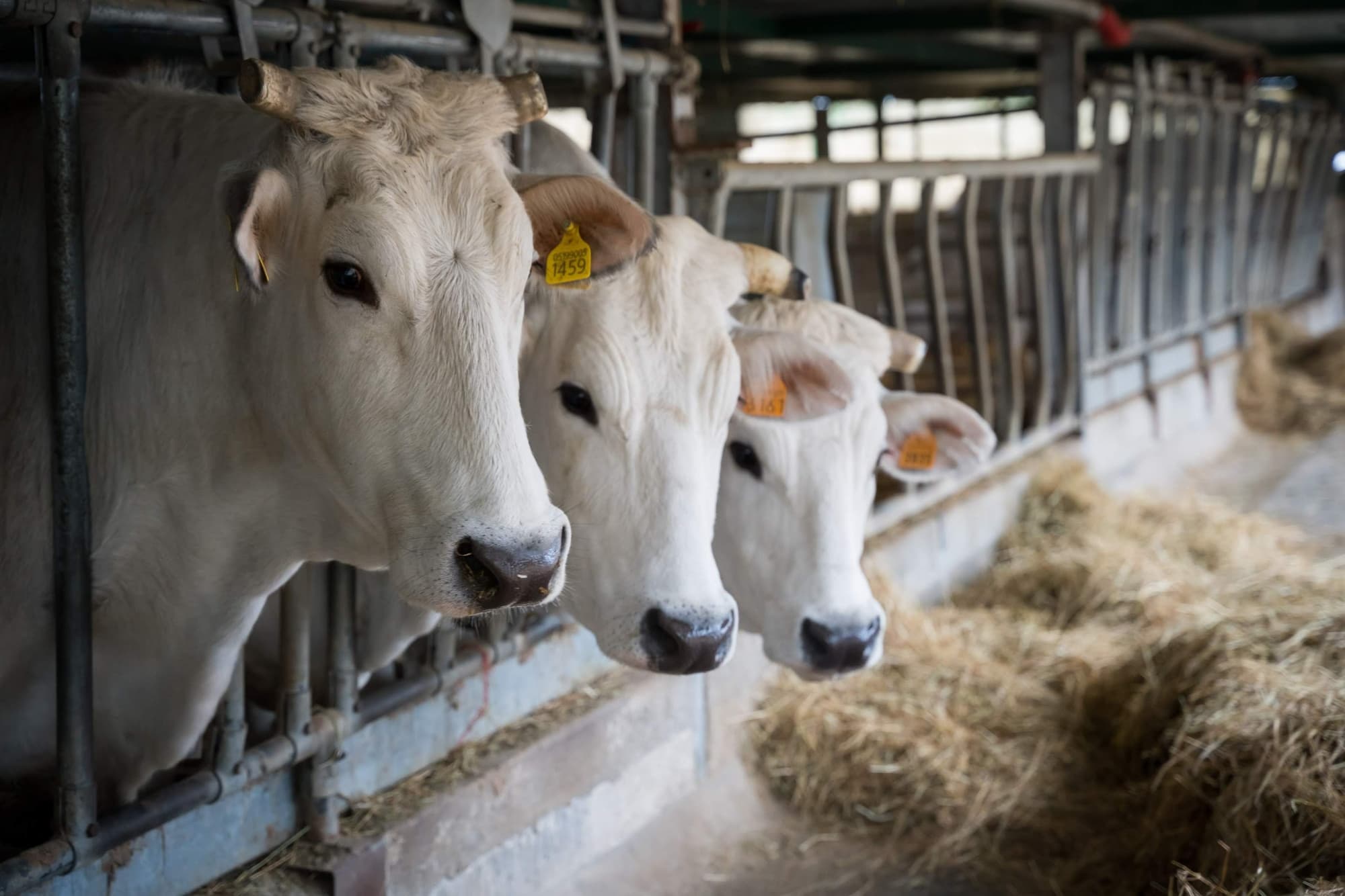 Allevamento di Chianina IGP a Borgo San Lorenzo