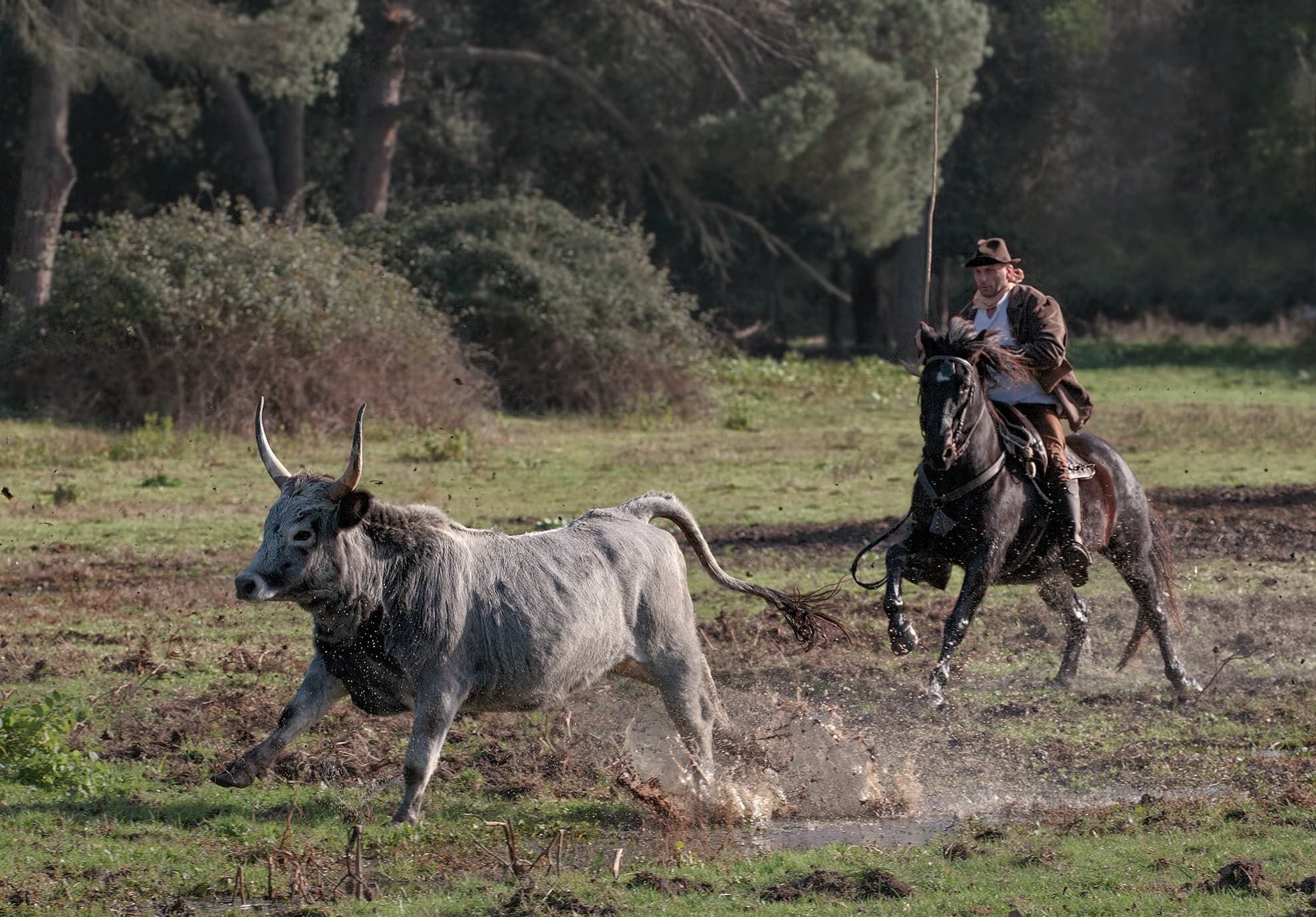 Wild cattle breeding
