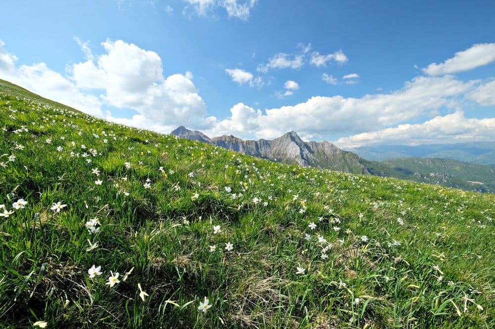 monte-corchia-le-praterie-di-giunchiglie-stazzema