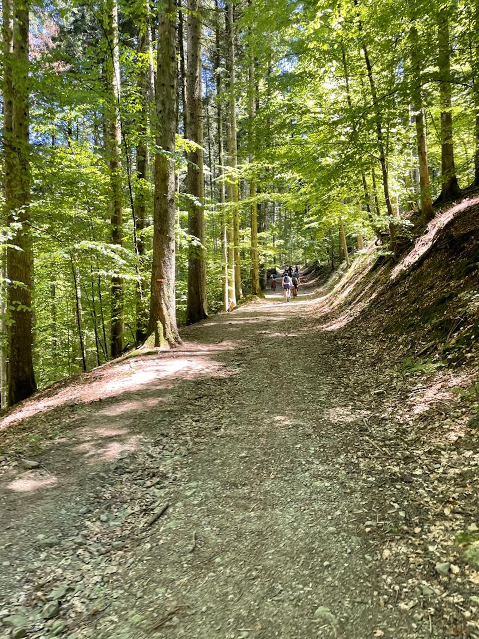 Dirt path immersed in the thick Vallombrosa forest with tall trees and sunlight filtering through the green foliage; in the background, some cyclists on e-bikes ride along the path