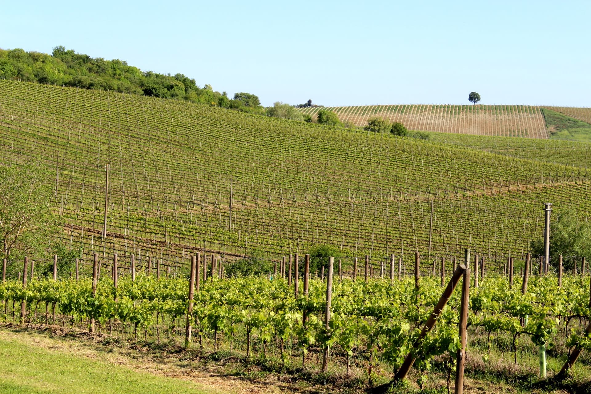 chianti_classico_vineyards
