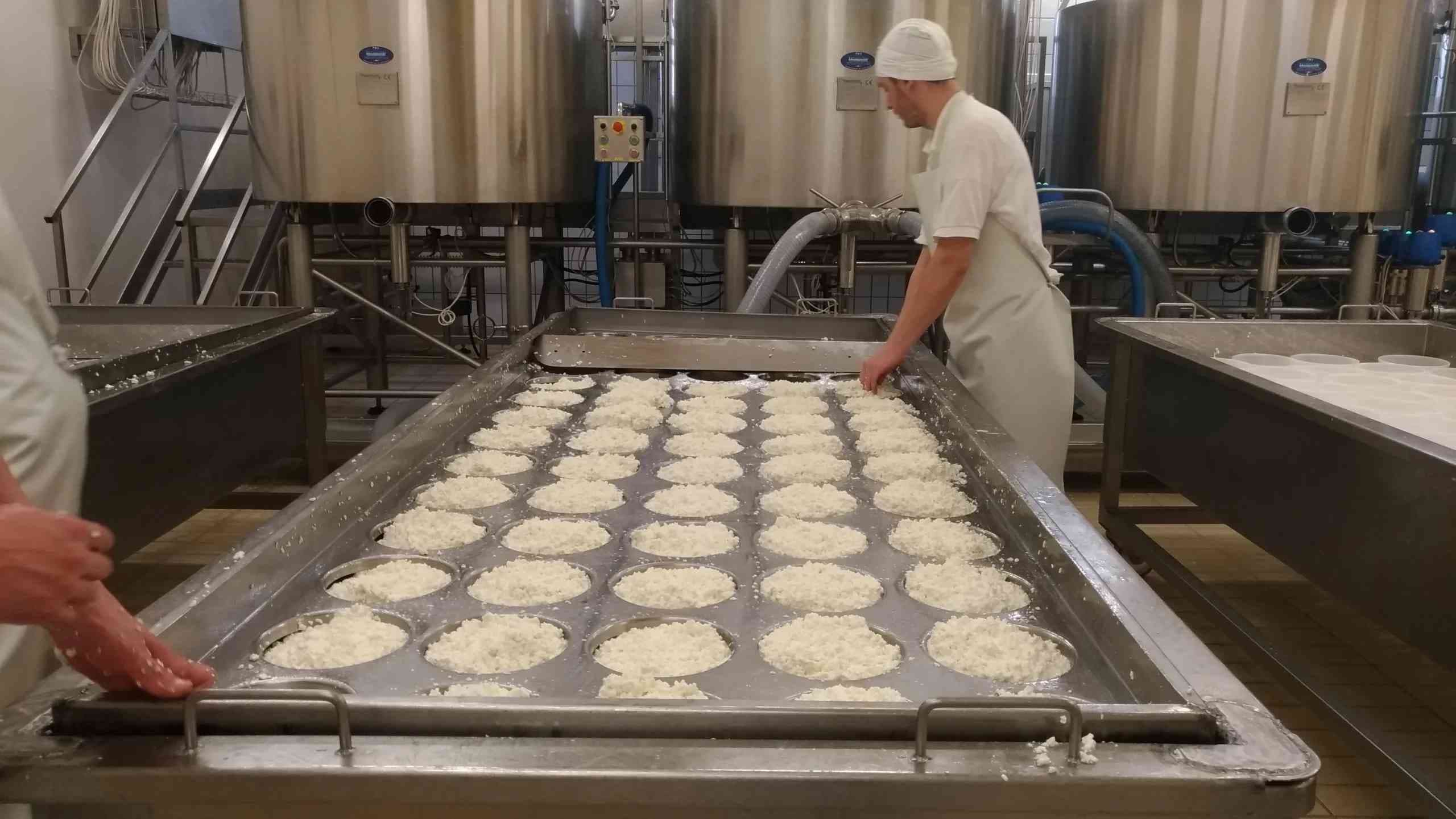 Guided cheese factory & winery tour near Pisa