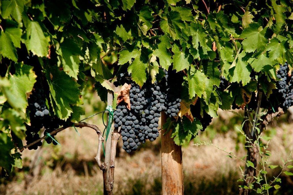 Chianti rufina