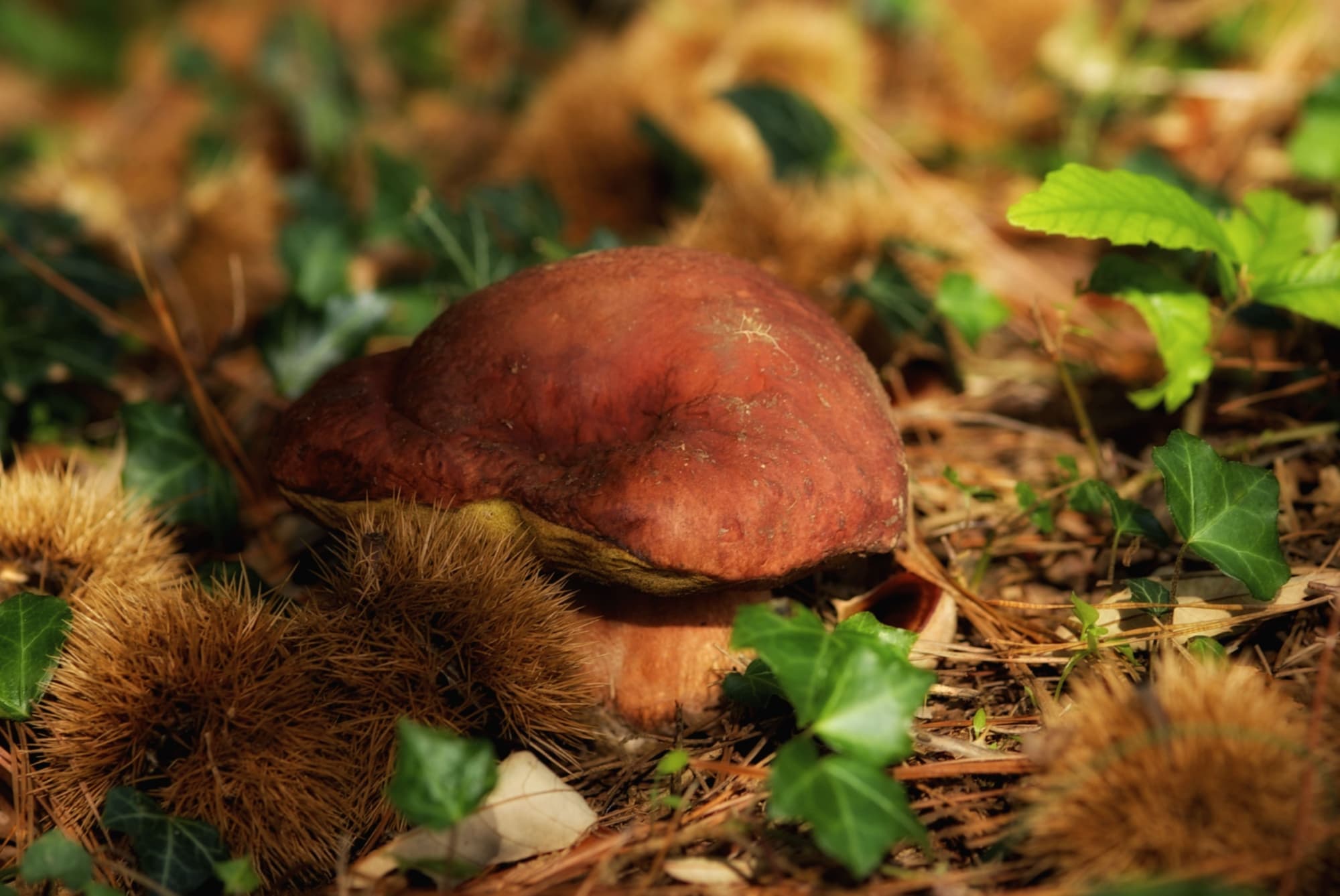 Un fungo Porcino nel bosco