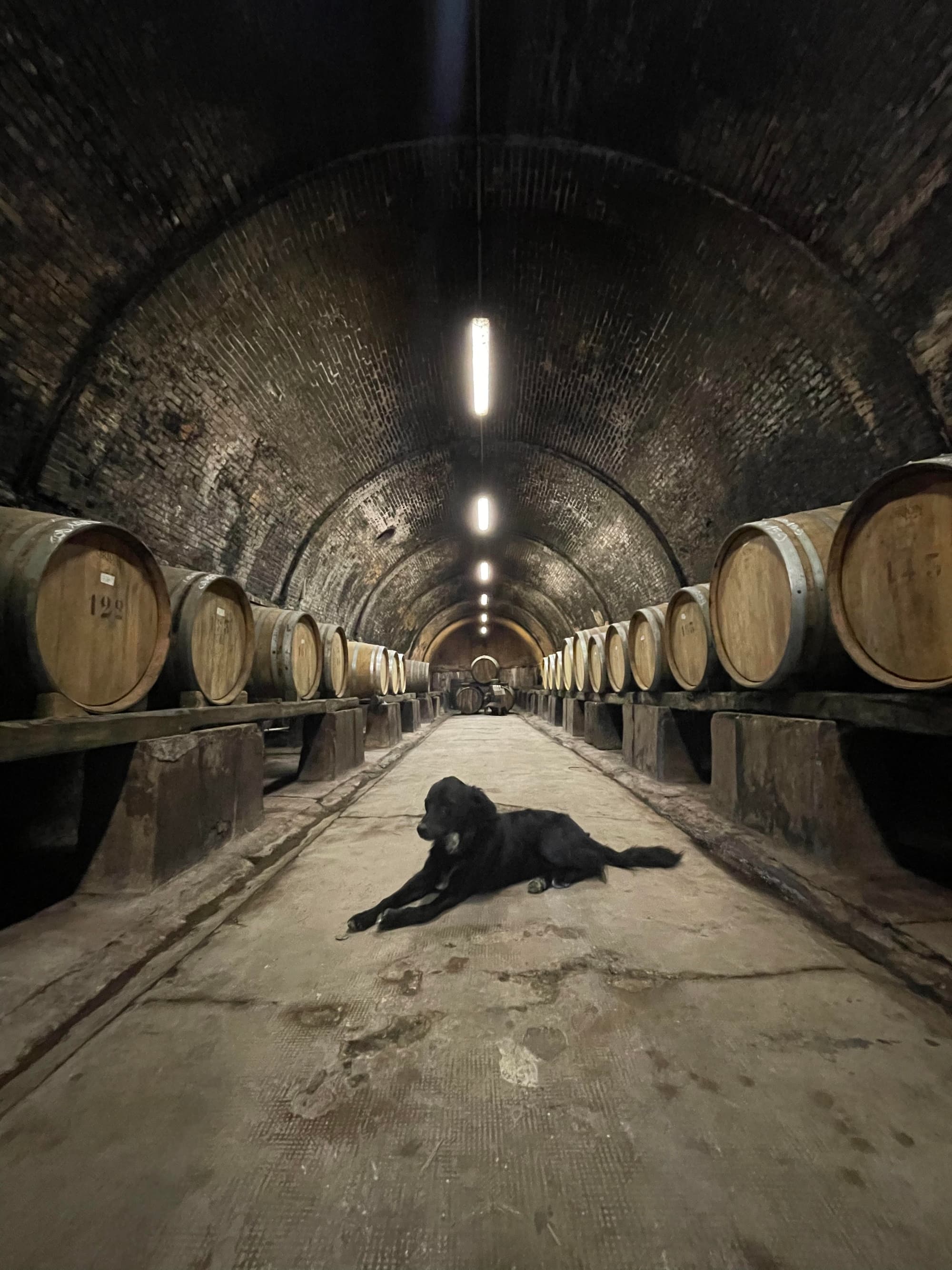 Degustazione di vini biologici con tagliere di prodotti biologici e locali