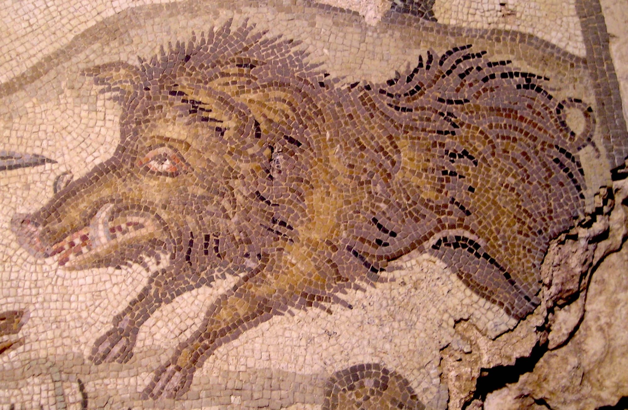 cinghiale-chiusi
