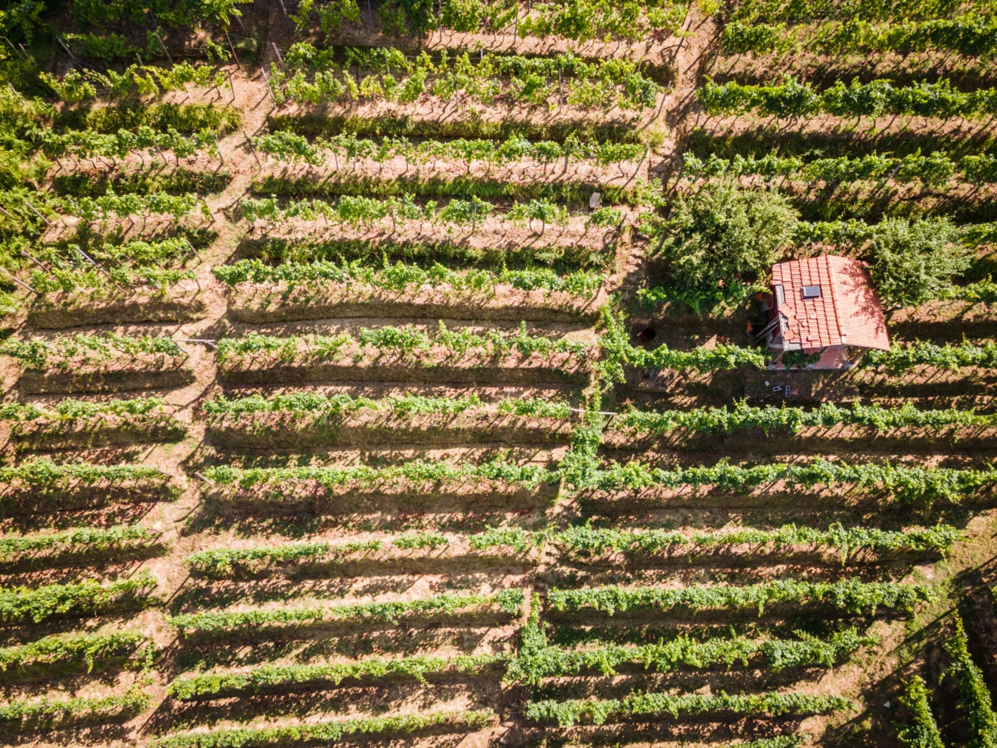 dji_0631.jpg