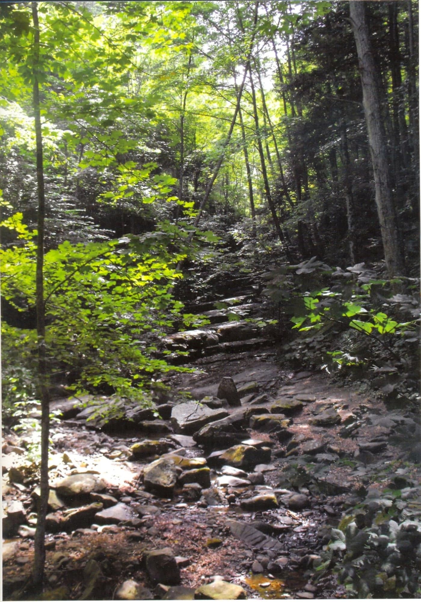 Cycling through the forests of Vallombrosa