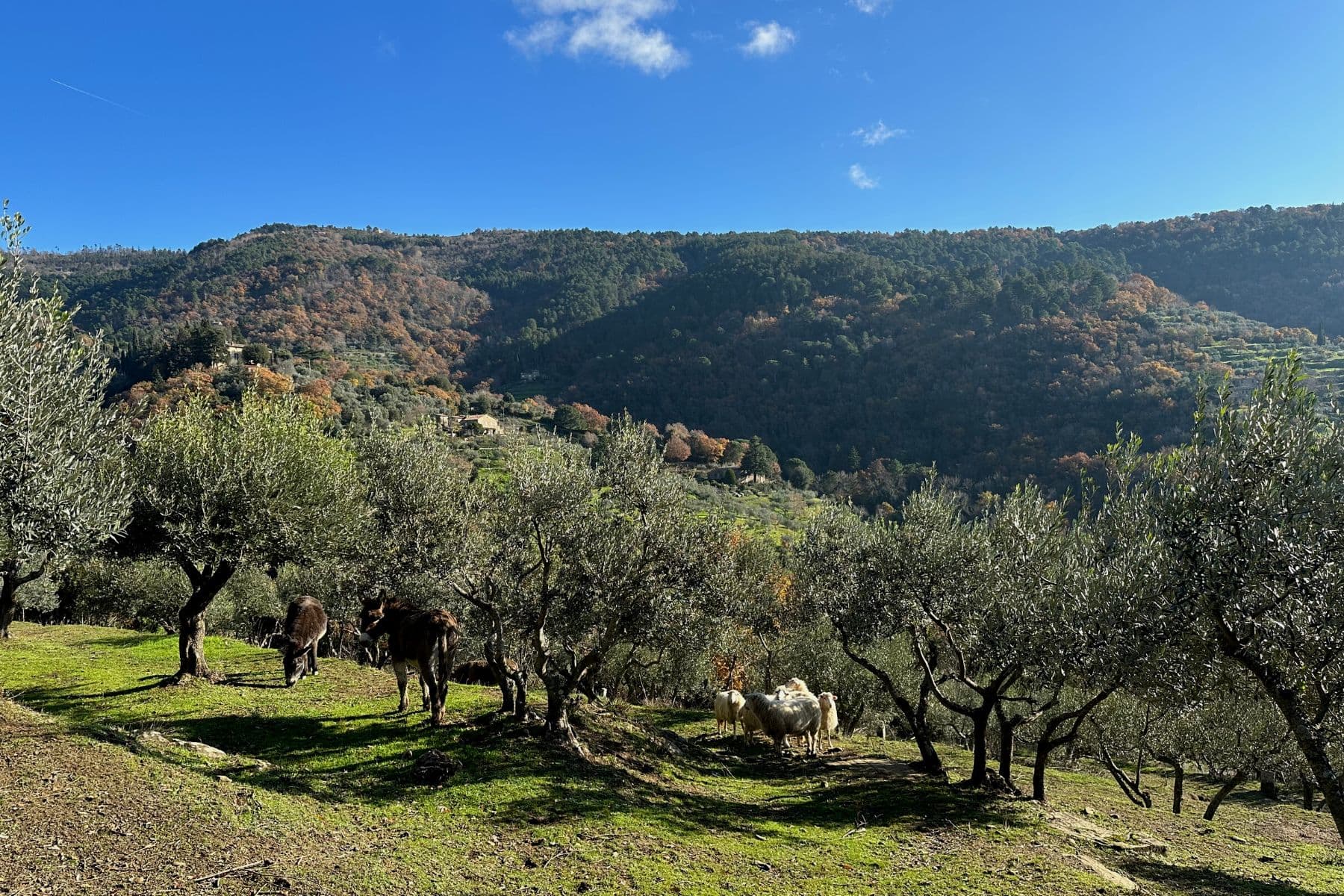Cortona countryside