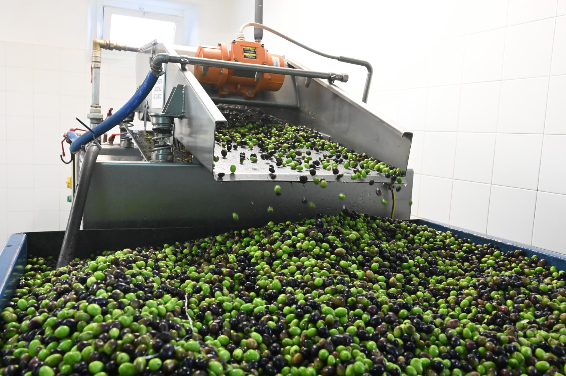 Aceite Toscano I.G.P. "Colinas de Lunigiana"