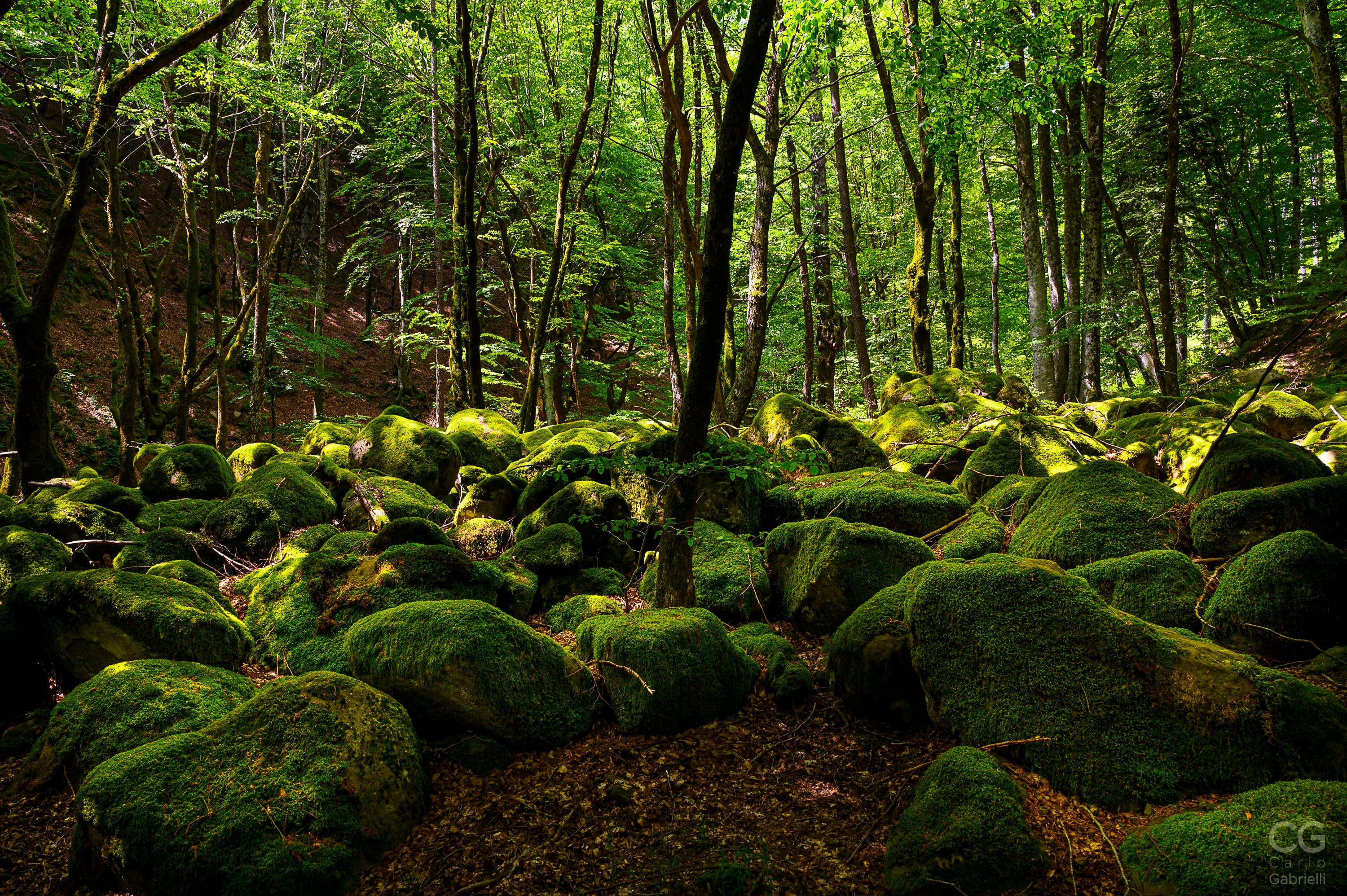 Foresta UNESCO