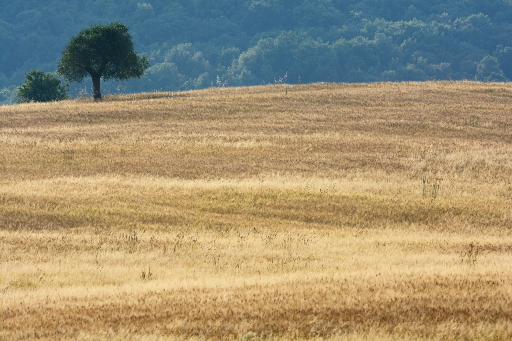 Campos de trigo