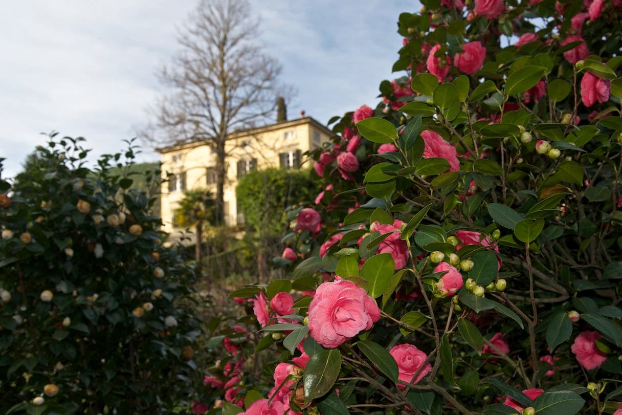 The Village of the Camellias