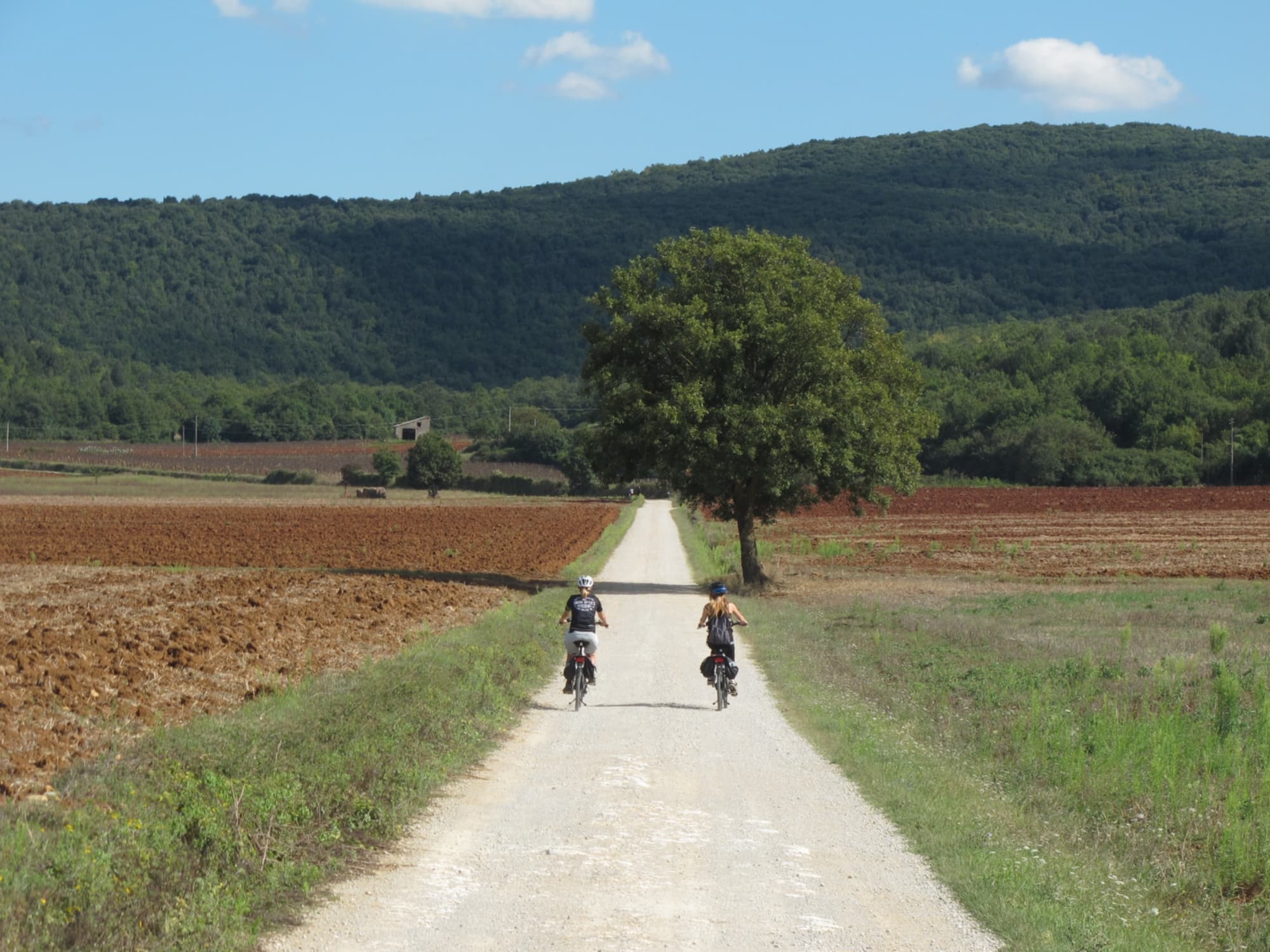 francigena
