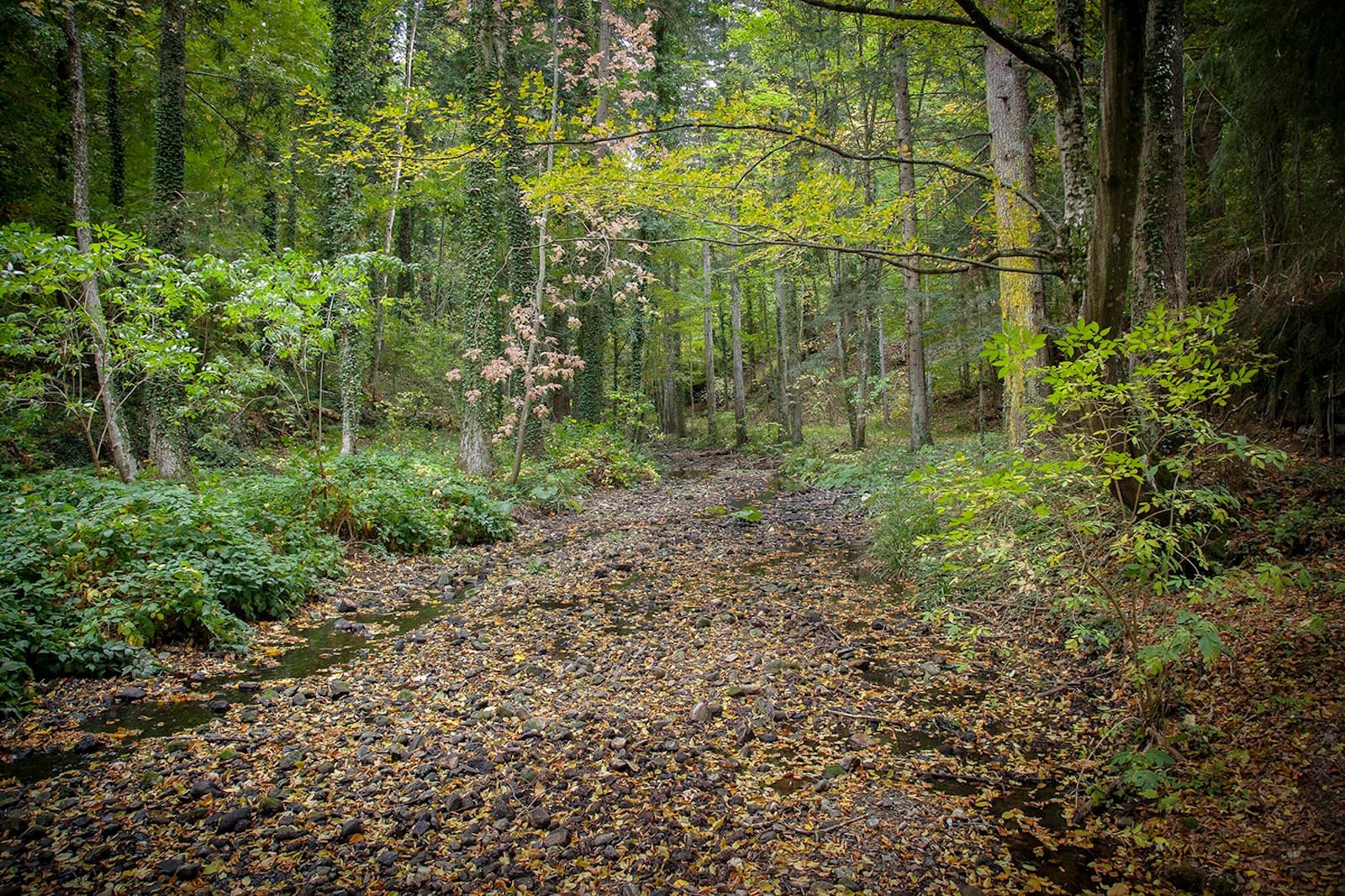 Vivo d’orcia ermitage del vivo
