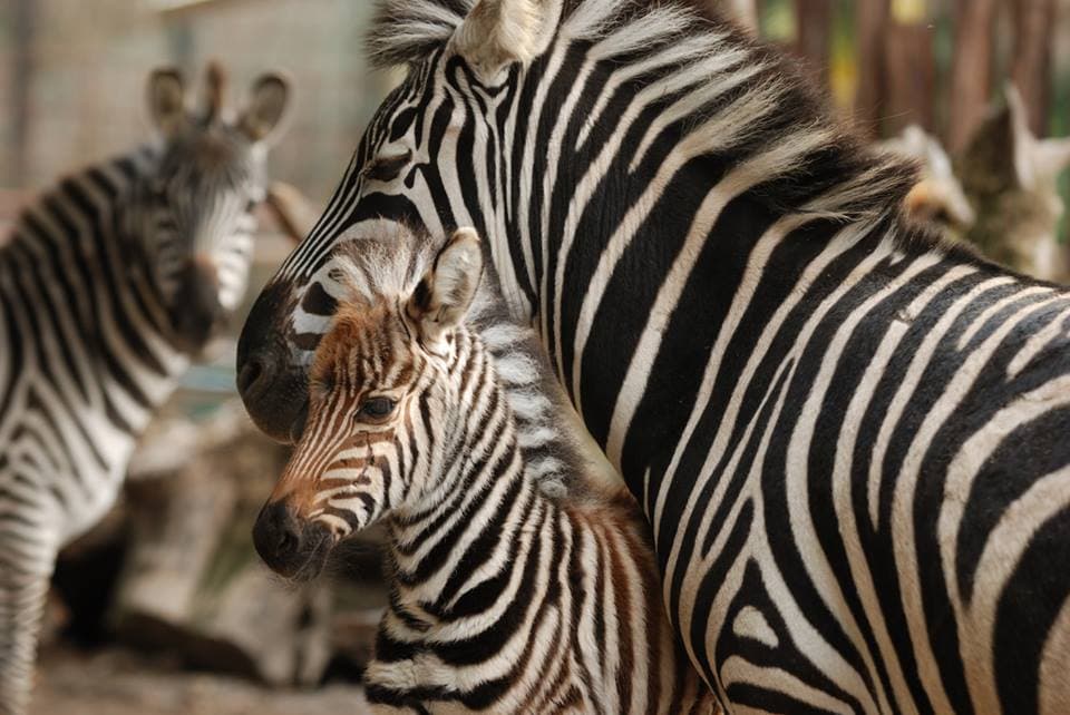 Zebras