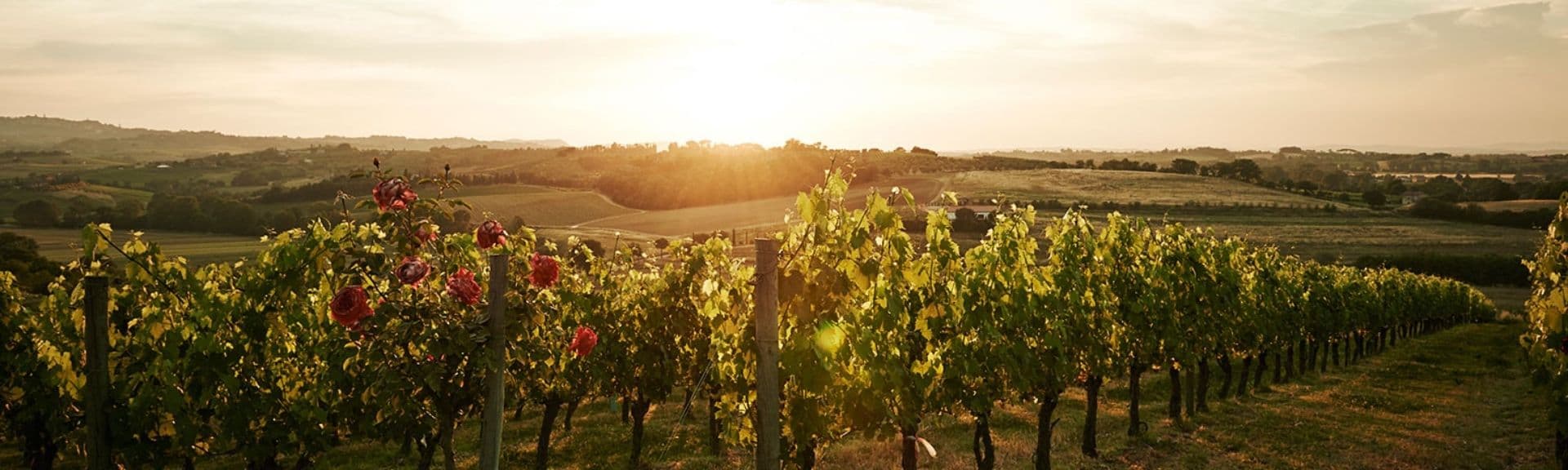 Una serata a lume di lanterna tra i filari delle vigne del vino Nobile di Montepulciano, in Valdichiana