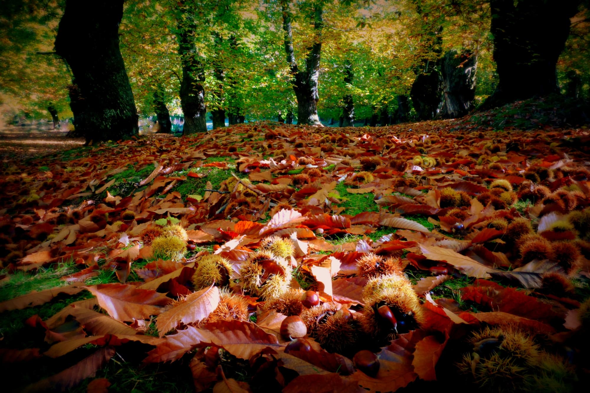 El castañar de Prato Maleta en otoño, con la tierra cubierta de hojas secas y cáscaras de castaño
