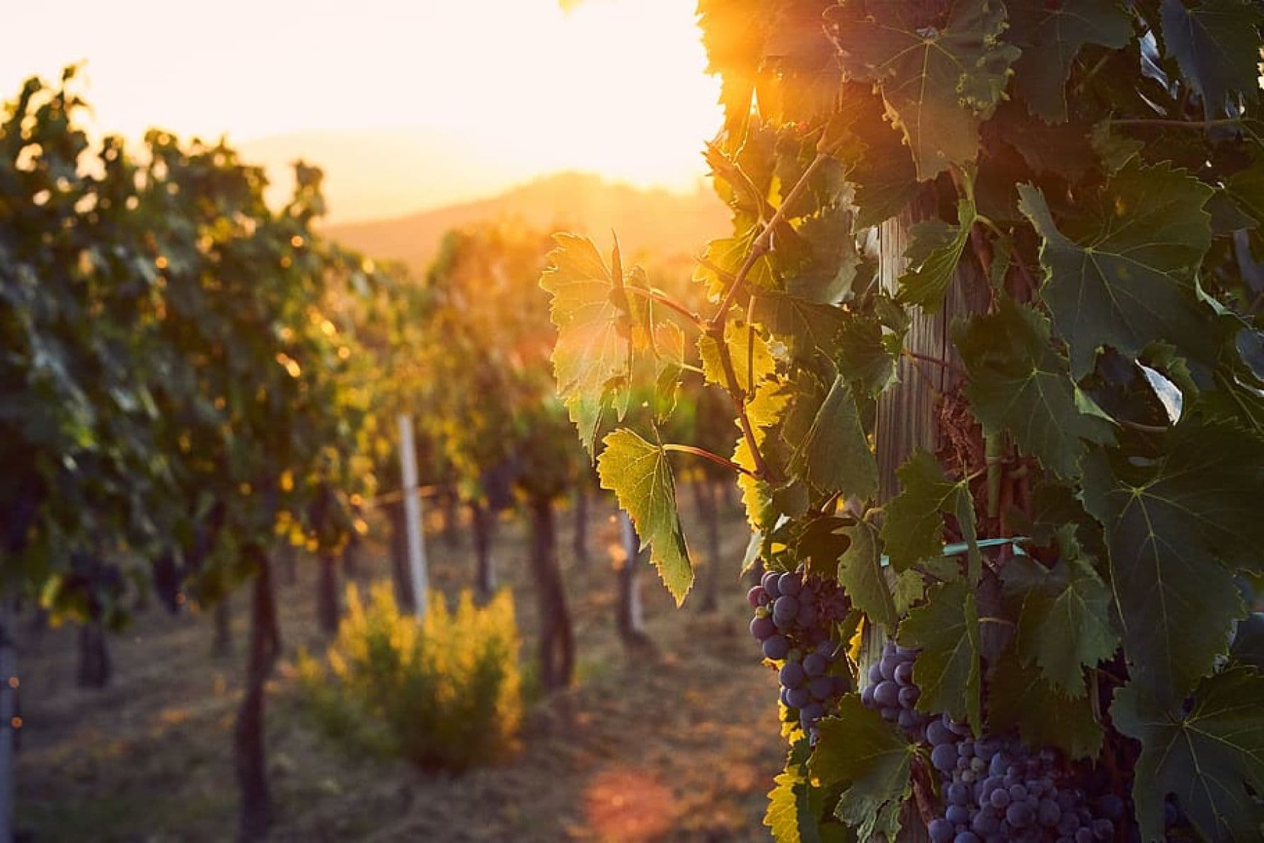 Private tour with various tastings and dinner in the Chianti hills