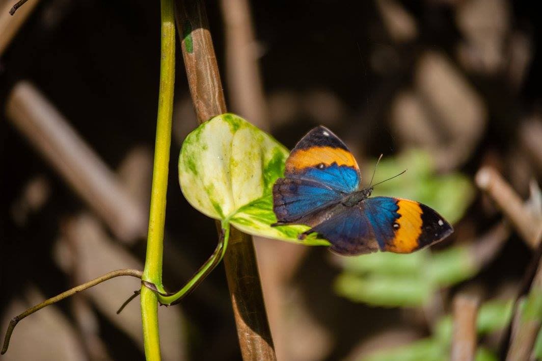 A butterfly specimen inside the space