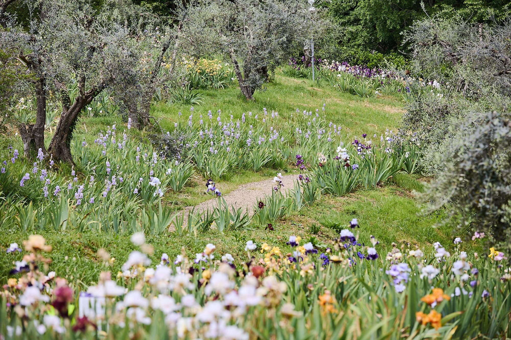View of the Iris Garden in Florence