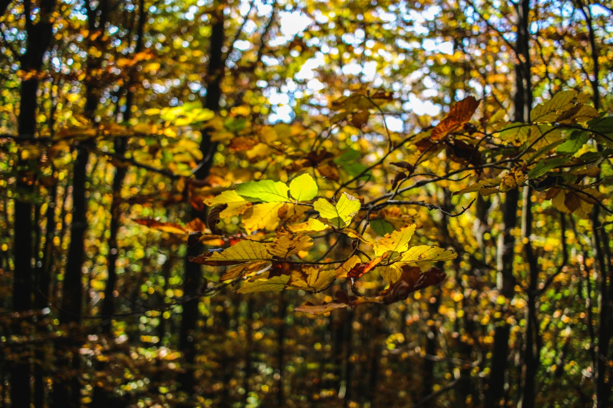 Fall colors